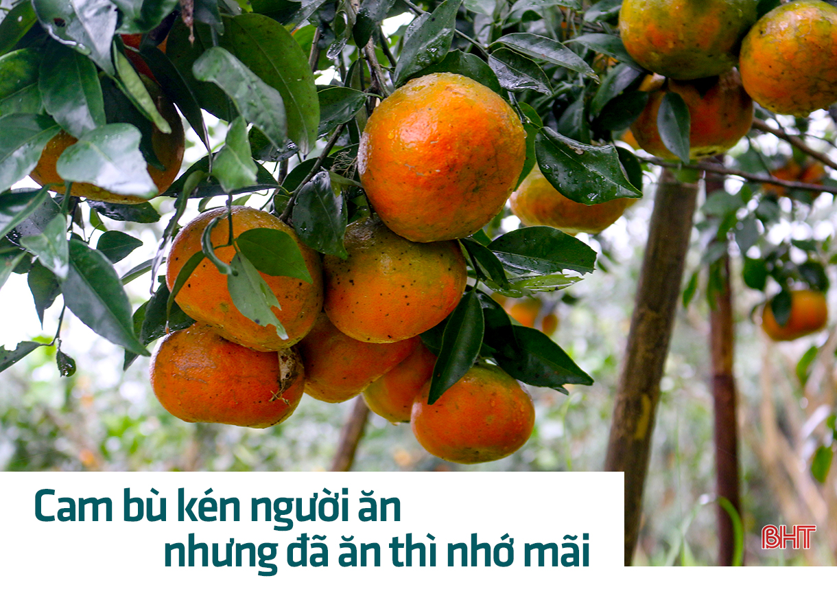 Sản vật hội tụ hồn quê
