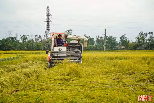 Tranh thủ thời tiết thuận lợi, đẩy nhanh tiến độ thu hoạch lúa xuân