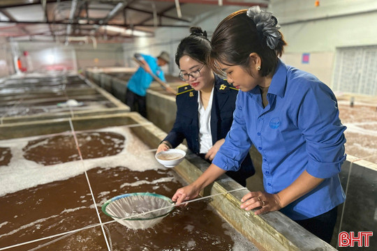 Siết chặt quản lý tôm giống, giảm rủi ro cho vụ xuân - hè