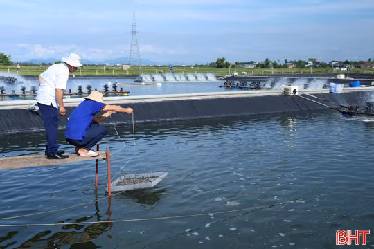 Người nuôi tôm Hà Tĩnh làm gì trước "áp lực kép"?