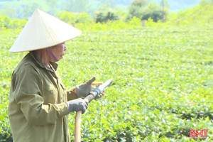 Chống hạn cho cây chè Kỳ Anh
