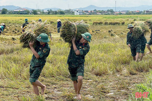 Giúp dân thu hoạch lúa phòng tránh mưa lớn