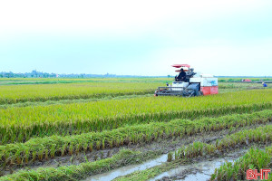 Phát huy hiệu quả tích tụ ruộng đất ở Hà Tĩnh