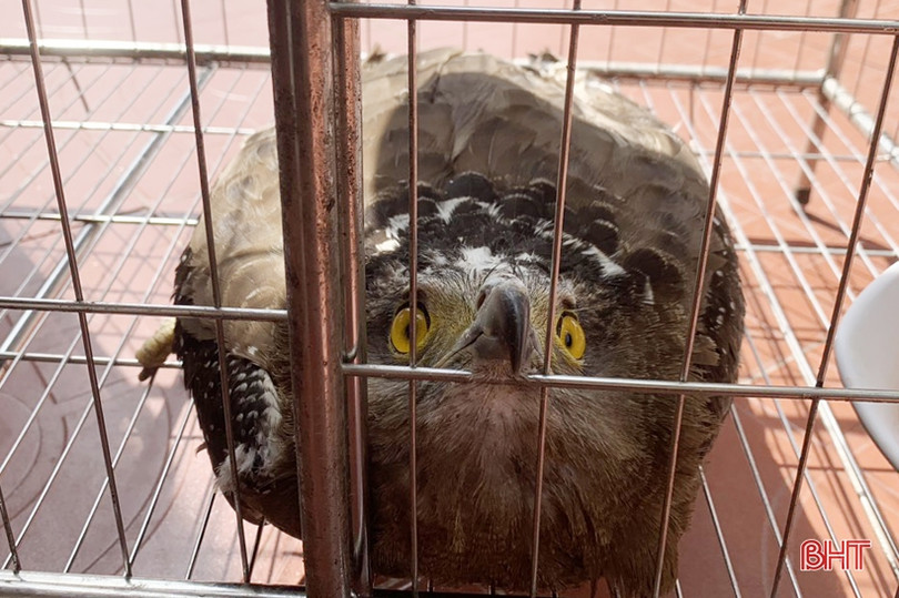 Bàn giao cá thể chim diều hoa Miến Điện cho Vườn Quốc gia Vũ Quang