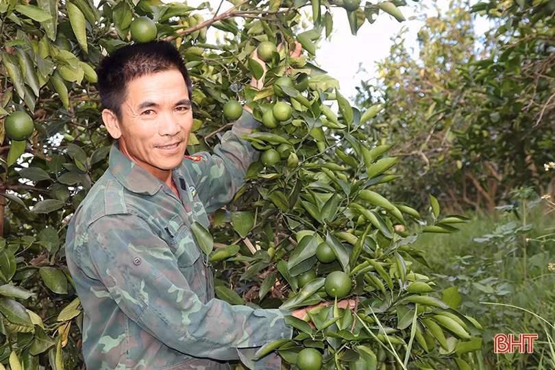 “Xắn tay” trồng lại hơn 555 ha cam già cỗi ở Vũ Quang