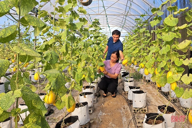 Dưa lê vàng Hàn Quốc kết trái trên vùng đất Nghi Xuân