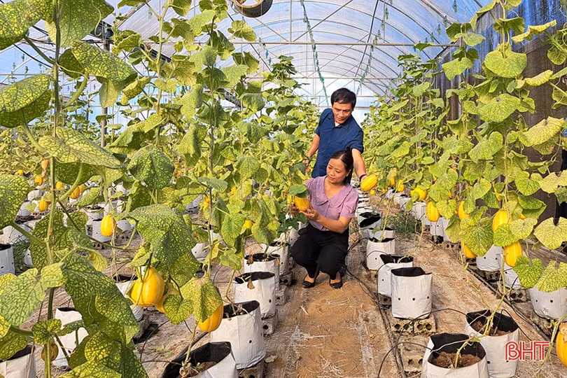 Dưa lê vàng Hàn Quốc kết trái trên vùng đất Nghi Xuân