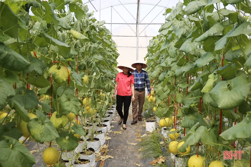 Mướt mắt với vườn dưa lê vàng đối sánh trên đất Thành Sen