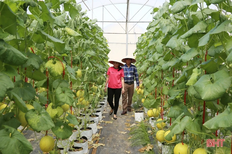 Mướt mắt với vườn dưa lê vàng đối sánh trên đất Thành Sen