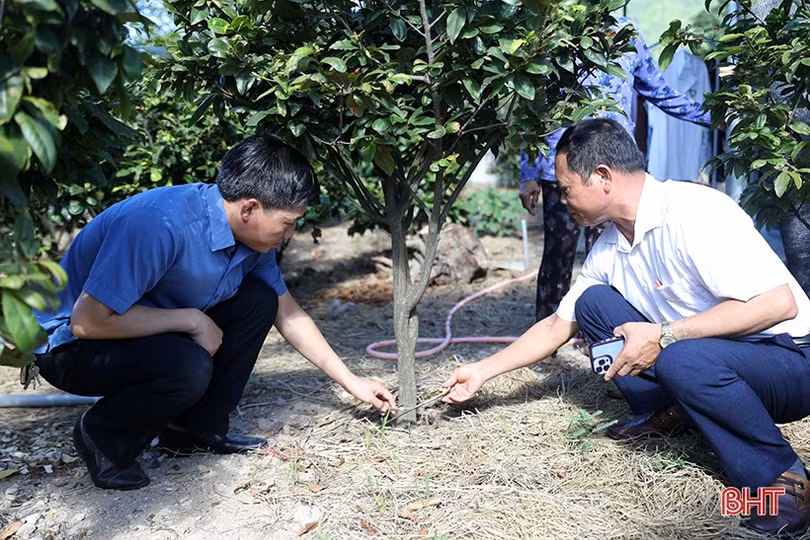 Xây dựng “vé thông hành” cho cây mai vàng Kỳ Nam