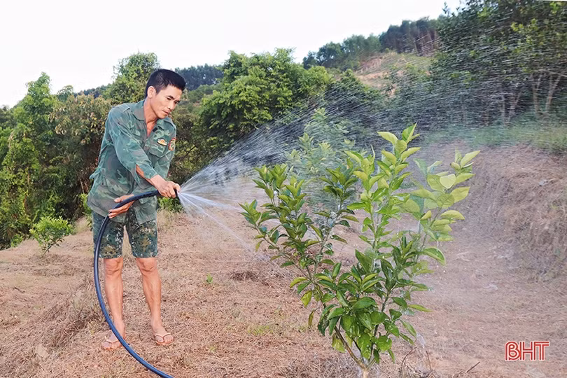 “Xắn tay” trồng lại hơn 555 ha cam già cỗi ở Vũ Quang