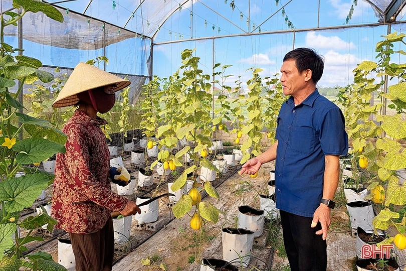 Dưa lê vàng Hàn Quốc kết trái trên vùng đất Nghi Xuân