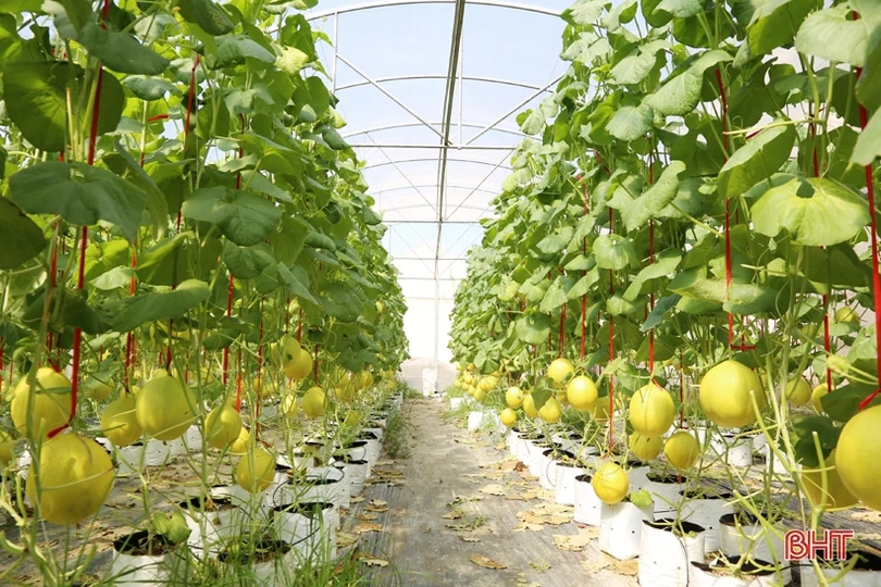 Mướt mắt với vườn dưa lê vàng đối sánh trên đất Thành Sen