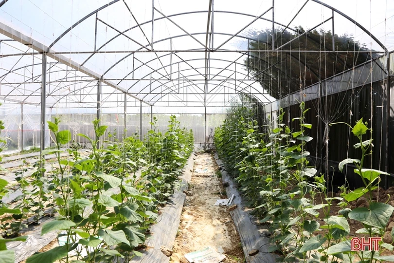 Mướt mắt với vườn dưa lê vàng đối sánh trên đất Thành Sen