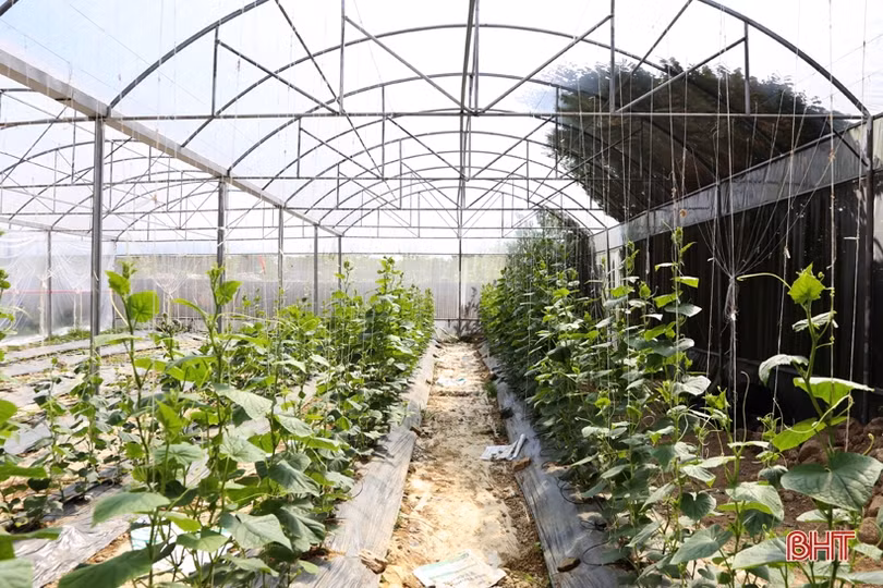 Mướt mắt với vườn dưa lê vàng đối sánh trên đất Thành Sen