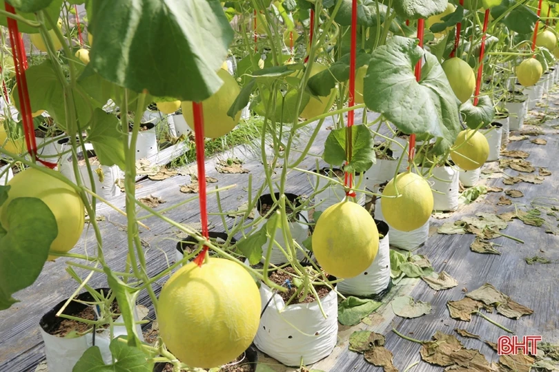 Mướt mắt với vườn dưa lê vàng đối sánh trên đất Thành Sen