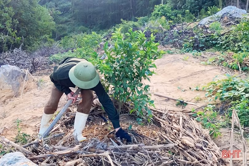 “Xắn tay” trồng lại hơn 555 ha cam già cỗi ở Vũ Quang