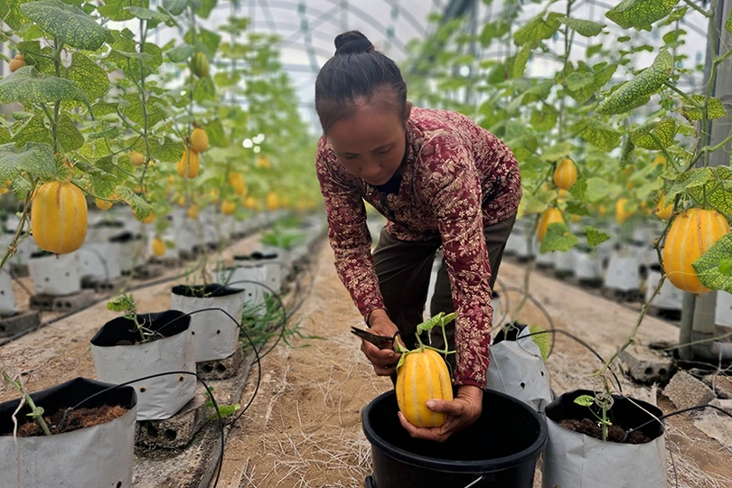 Dưa lê vàng Hàn Quốc kết trái trên vùng đất Nghi Xuân