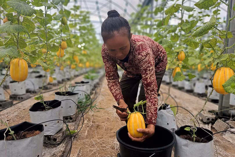 Dưa lê vàng Hàn Quốc kết trái trên vùng đất Nghi Xuân