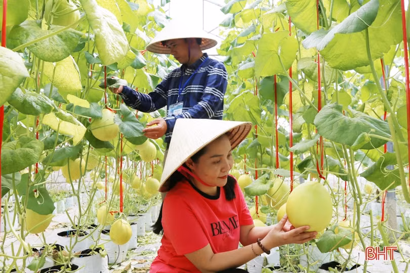 Mướt mắt với vườn dưa lê vàng đối sánh trên đất Thành Sen