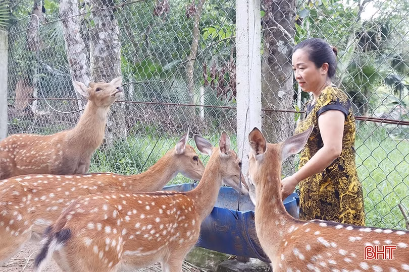 Bình tuyển 100 cá thể hươu đực chất lượng cao để nhân giống tại Hà Tĩnh 