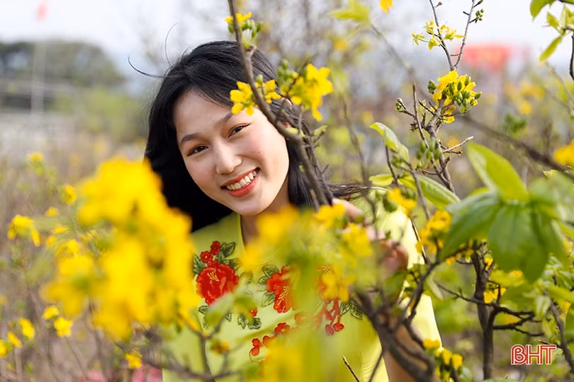 Xây dựng “vé thông hành” cho cây mai vàng Kỳ Nam