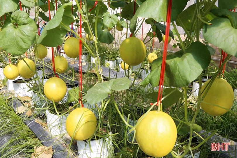 Mướt mắt với vườn dưa lê vàng đối sánh trên đất Thành Sen