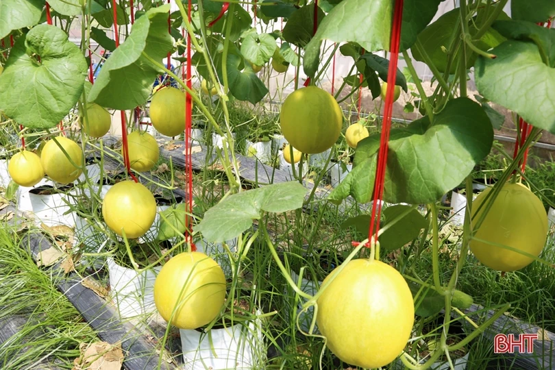 Mướt mắt với vườn dưa lê vàng đối sánh trên đất Thành Sen