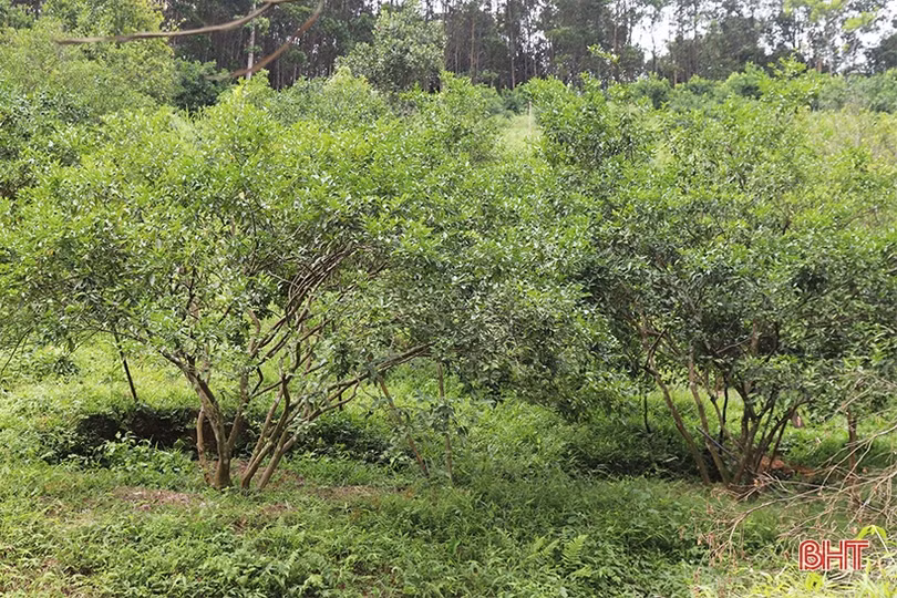 “Xắn tay” trồng lại hơn 555 ha cam già cỗi ở Vũ Quang