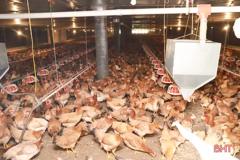 Khám phá trại nuôi gà quy mô hơn 3 tỷ đồng ở huyện miền núi Hà Tĩnh