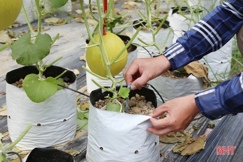 Mướt mắt với vườn dưa lê vàng đối sánh trên đất Thành Sen