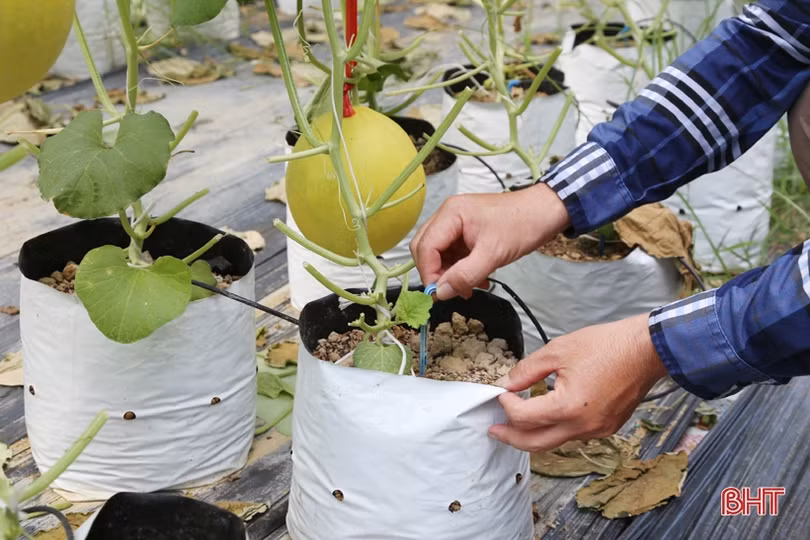 Mướt mắt với vườn dưa lê vàng đối sánh trên đất Thành Sen