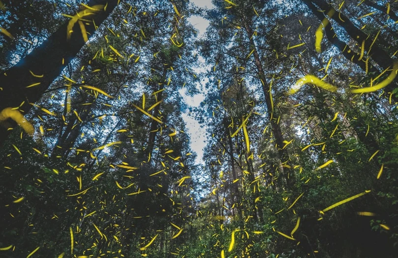 Vũ điệu ánh sáng ở khu bảo tồn đom đóm ảnh 14 Vũ điệu ánh sáng ở khu bảo tồn đom đóm