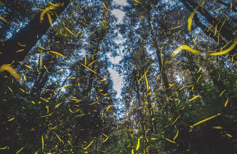 Vũ điệu ánh sáng ở khu bảo tồn đom đóm