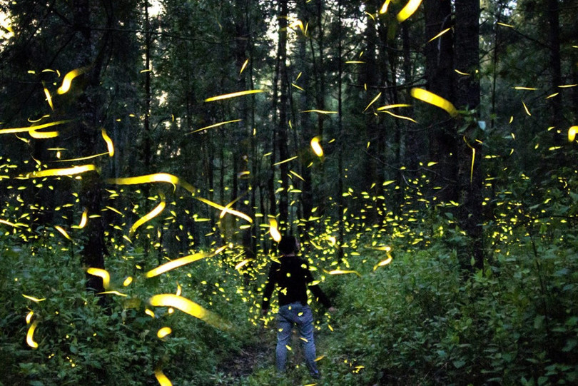 Vũ điệu ánh sáng ở khu bảo tồn đom đóm