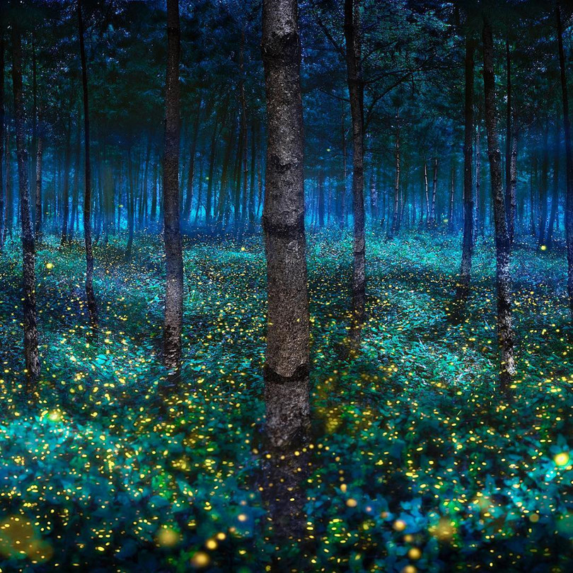 Vũ điệu ánh sáng ở khu bảo tồn đom đóm