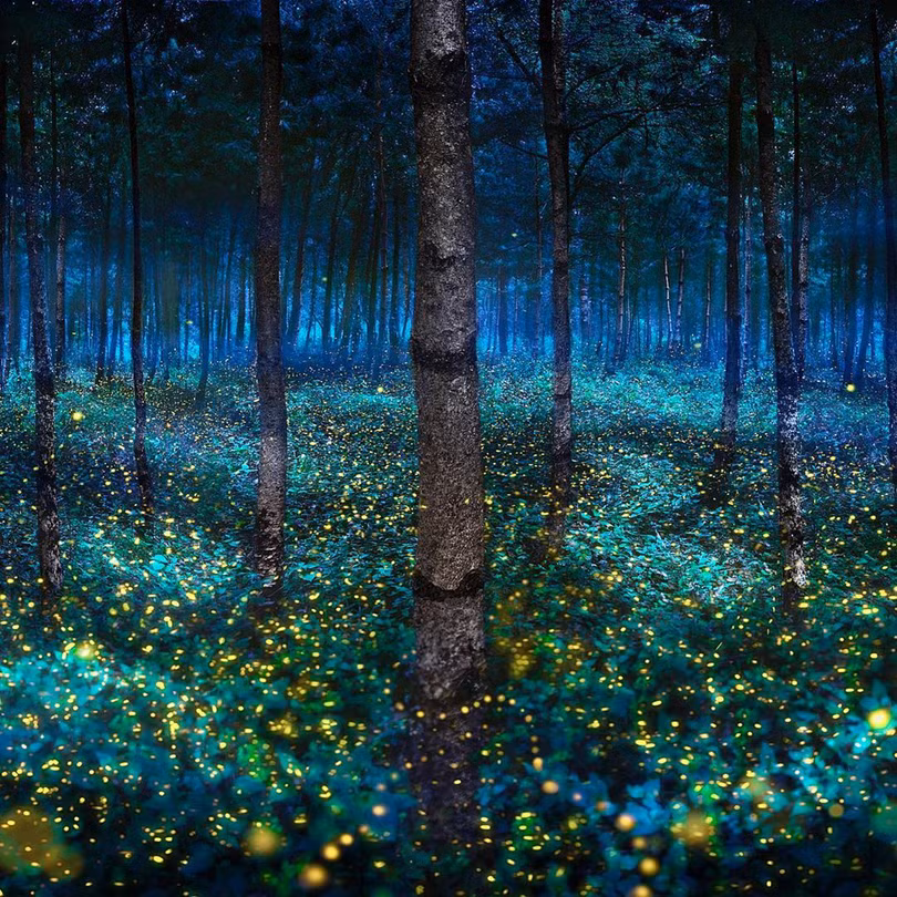 Vũ điệu ánh sáng ở khu bảo tồn đom đóm