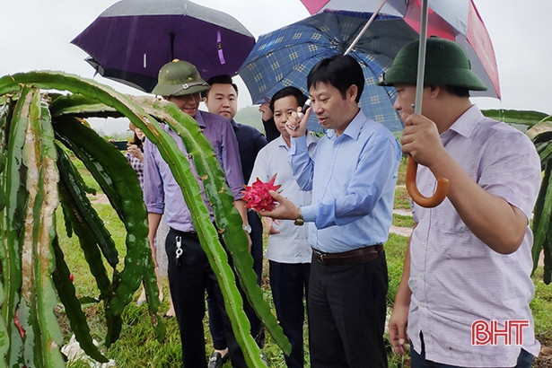 Hội Nông dân Việt Nam đánh giá cao hiệu quả các mô hình sản xuất của Can Lộc