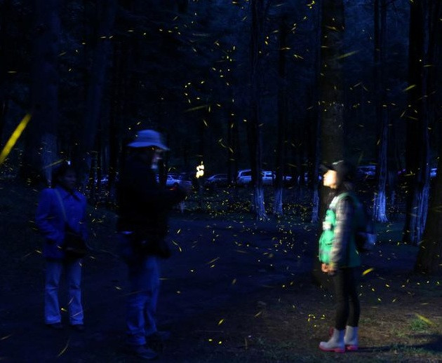 Vũ điệu ánh sáng ở khu bảo tồn đom đóm