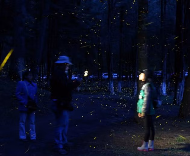 Vũ điệu ánh sáng ở khu bảo tồn đom đóm