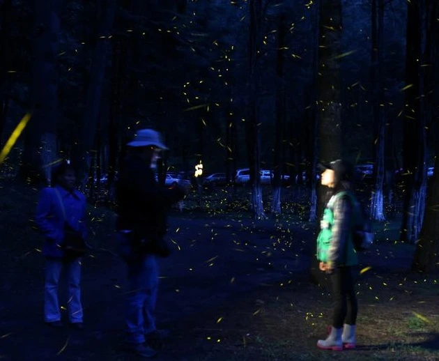 Vũ điệu ánh sáng ở khu bảo tồn đom đóm ảnh 12 Vũ điệu ánh sáng ở khu bảo tồn đom đóm