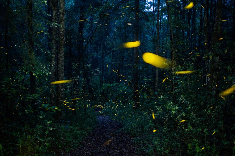 Vũ điệu ánh sáng ở khu bảo tồn đom đóm ảnh 5 Vũ điệu ánh sáng ở khu bảo tồn đom đóm