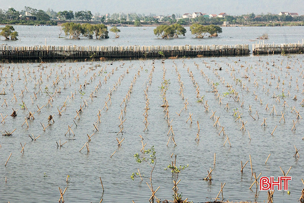Hà Tĩnh mời chuyên gia tìm phương án xử lý sinh vật “lạ” phá rừng ngập mặn