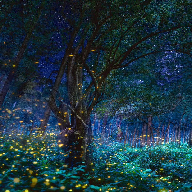 Vũ điệu ánh sáng ở khu bảo tồn đom đóm