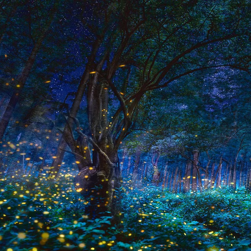 Vũ điệu ánh sáng ở khu bảo tồn đom đóm