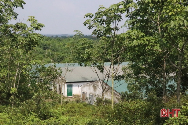 Kinh hãi xác lợn chết bị vứt trôi nổi tại xã Phú Lộc