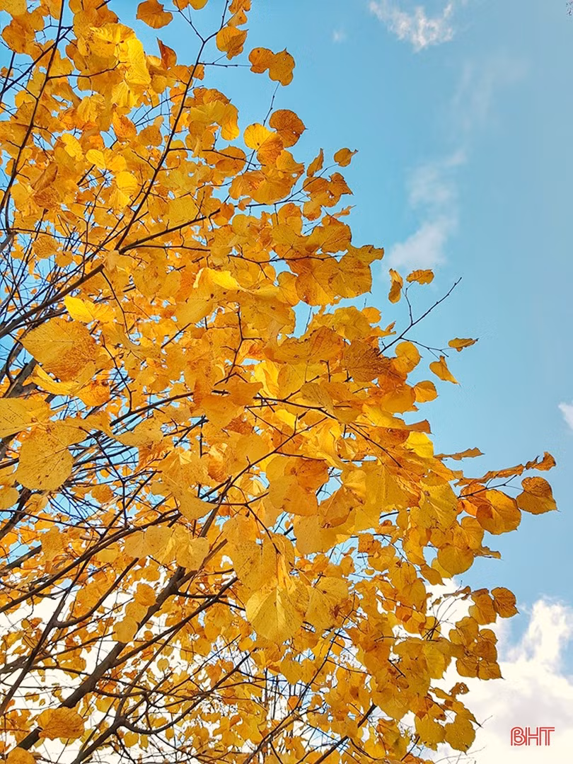 Mơ màng mùa thu vàng nước Nga dưới ống kính của du học sinh Hà Tĩnh