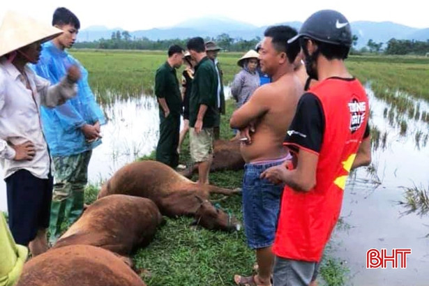 Từ việc 6 con bò bị sét đánh chết ở Hà Tĩnh, chỉ bạn cách phòng tránh lúc mưa giông ảnh 2 Từ việc 6 con bò bị sét đánh chết ở Hà Tĩnh, chỉ bạn cách phòng tránh lúc mưa giông