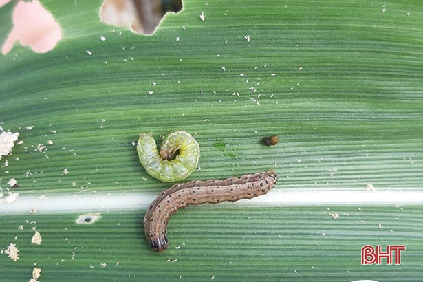 Ngô đông Hà Tĩnh trong “tầm ngắm” của nhiều loại sâu bệnh