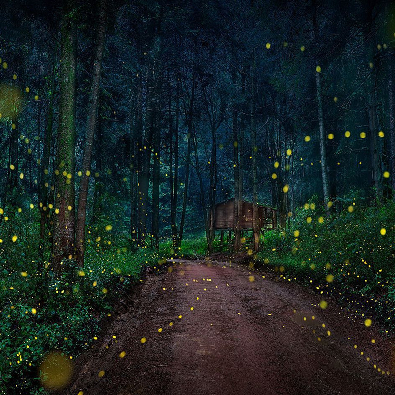 Vũ điệu ánh sáng ở khu bảo tồn đom đóm